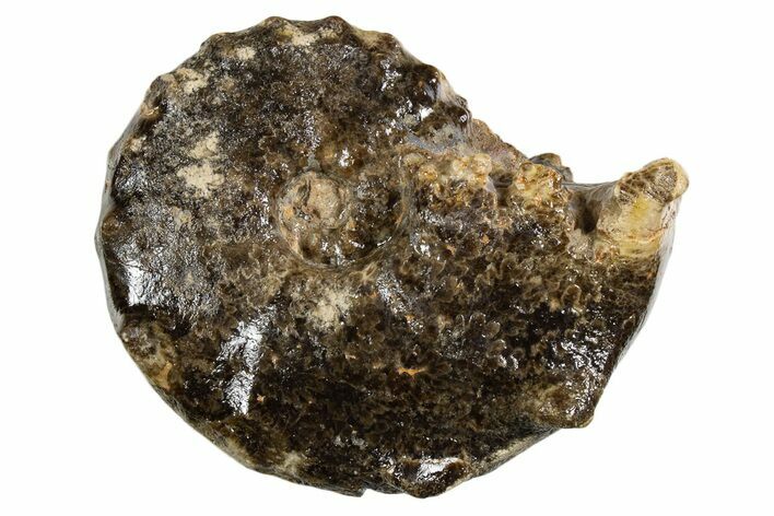 Ammonite (Mammites) Fossil - Goulmima, Morocco #339354